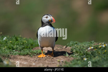 Puffin sull isola Skomer, Wales, Regno Unito Foto Stock