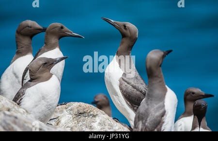 Un gruppo di Guillemots seduto su una roccia Foto Stock