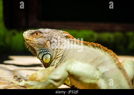 American iguana verde Foto Stock