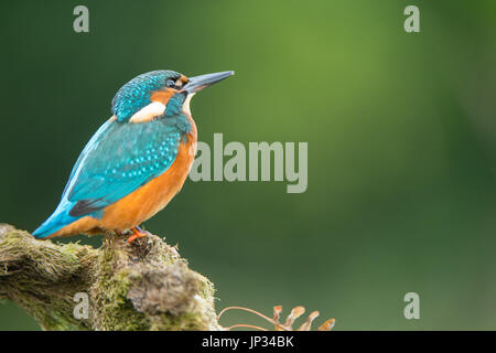 Kingfisher sul dovere di vedetta... Foto Stock