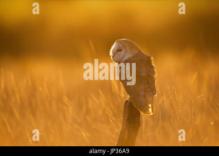 Il barbagianni (Tyto alba) arroccato nella luce dorata al tramonto Foto Stock