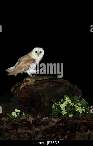 Il barbagianni (Tyto alba) caccia preda di notte Foto Stock