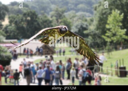 Un bambino gipeto (Gypaetus barbatus), noto anche come lammergeier o il gipeto, volare oltre i membri del pubblico a un display di falconeria Foto Stock