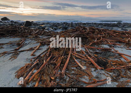 Utakleiv beach-NWwards vista dell'oceano aperto su Indreholmen isolotto. Lunga holdfasts di big red alghe kelp-laminaria hyperborea sulla sabbia al di sopra di t Foto Stock