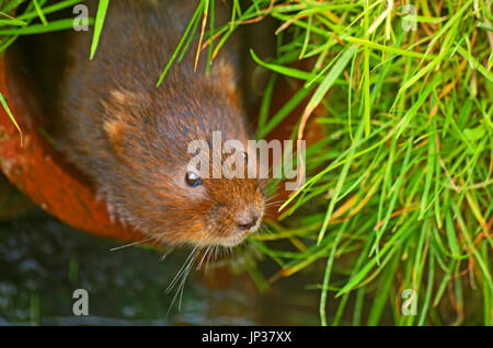 Vole acqua proveniente dal foro di nido Foto Stock