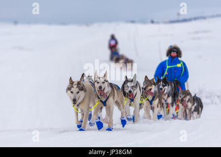 Finnmarksløpet, pastosità del cane in Finnmark Norvegia Foto Stock