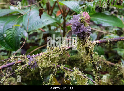 Strano traslucidi viola i funghi che crescono su moss coperto ramo di albero nella foresta delle montagne delle Ande. La Colombia, Sud America Foto Stock
