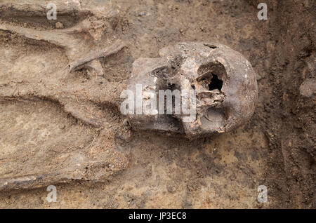 Scavo Archeologico con scheletri e teschi ancora mezzo sepolti nella terra Foto Stock