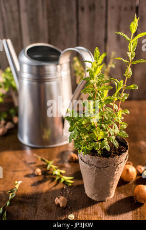 La menta cresce in un vaso da fiori, annaffiatoio dietro, giardino concetto di scena Foto Stock