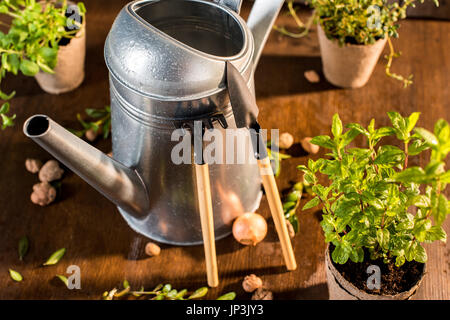 Annaffiatoio, attrezzi da giardino e diverse erbe, attrezzi da giardino il concetto di sfondo Foto Stock