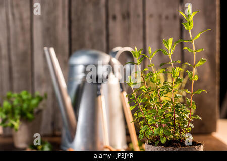 La menta cresce in un vaso con annaffiatoio e attrezzi da giardino dietro, giardino concetto di scena Foto Stock