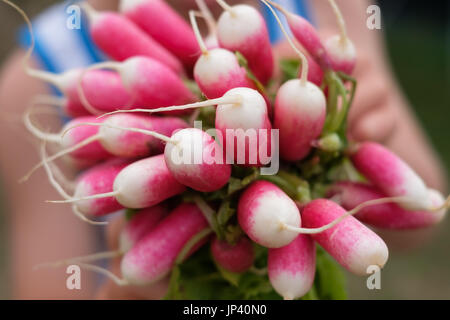 Appena raccolto, viola rafano colorato. Foto Stock