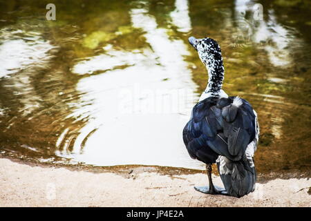 La manopola fatturati anatra (Sarkidiornis melanotos), o africani anatra a pettine Foto Stock