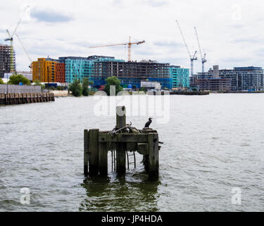 Londra Greenwich.Barratts Case nuovo sviluppo di lusso nuova build riverside apartments at Enderby Wharf & giardini del Fiume appartamenti. Cormorano sul molo vecchio Foto Stock