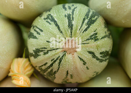 Zucchine. Fresche e mature umido organico le zucchine con fiore giallo in un orto, vicino. Messa a fuoco selettiva. Foto Stock