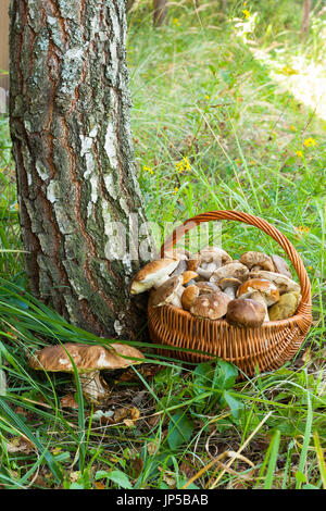 Close up cesto in vimini con i funghi commestibili e crescente grande fungo Boletus Edulis vicino a Birch nella foresta. Foto Stock