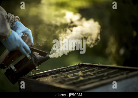 Close up di apicoltore indossando i guanti e utilizzando un fumatore su un alveare aperto a calmare le api da miele. La raccolta del miele. Foto Stock