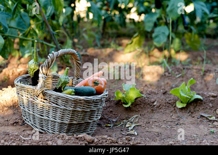 Primo piano di un rustico cesto in vimini pieno di ortaggi raccolti di fresco in un frutteto organico, collocate a terra Foto Stock