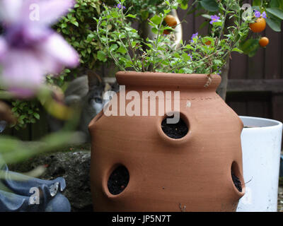 Bella colorpoint gatto Ragdoll nascosti nel giardino inglese Foto Stock