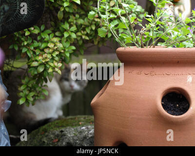 Bella colorpoint gatto Ragdoll nascosti nel giardino inglese Foto Stock