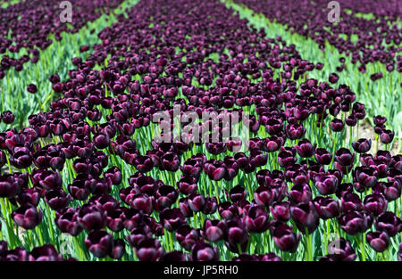 Campo della Regina della notte tulipani nero,Teylingen, regione Bollenstreek, South Holland, Paesi Bassi Foto Stock