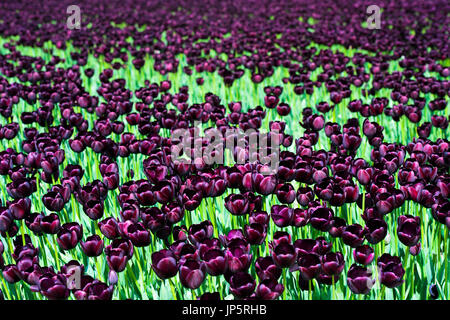 Campo della Regina della notte tulipani nero,Teylingen, regione Bollenstreek, South Holland, Paesi Bassi Foto Stock