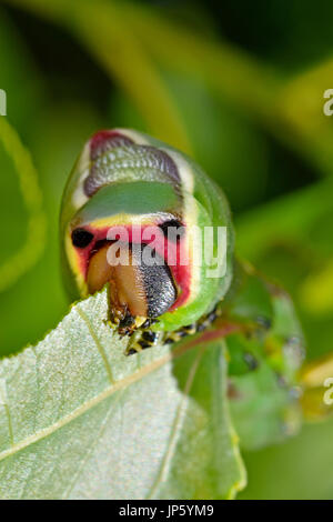 Puss Moth caterpillar a mangiare una foglia di pioppo (Cerura vinula) Foto Stock