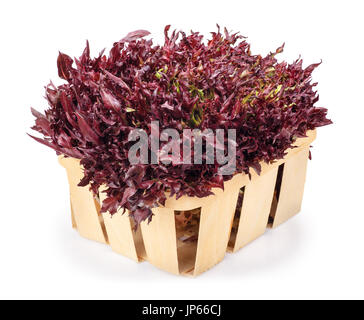 Viola frisee lattuga nel cestello Foto Stock