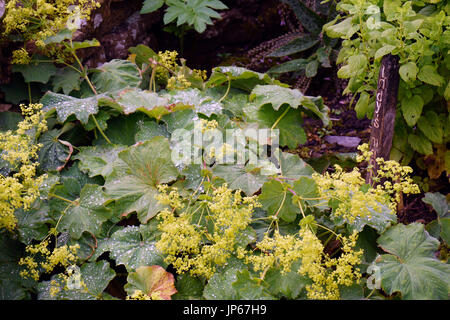 Killhope commestibili botanico giardino di erbe aromatiche Foto Stock