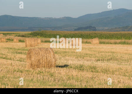 Fieno in campagna - Brasov, Romania Foto Stock