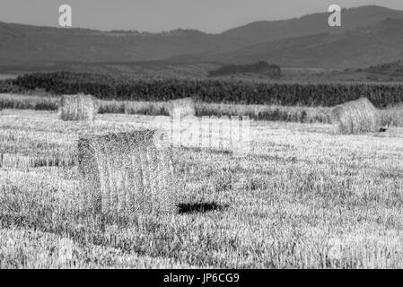 Fieno in campagna - Brasov, Romania Foto Stock