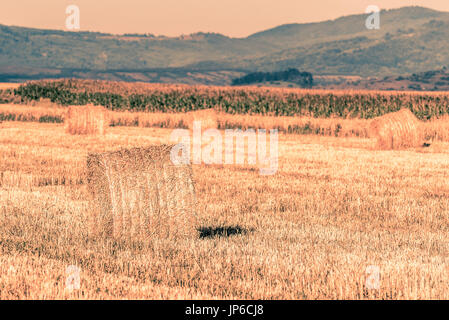 Fieno in campagna - Brasov, Romania Foto Stock