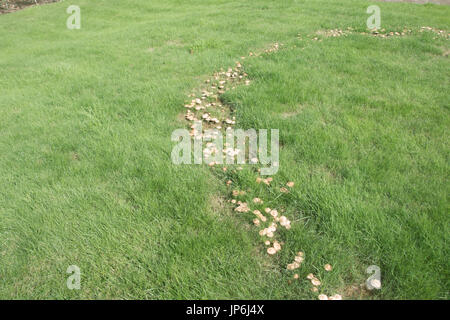 Anello di fata sui prati Foto Stock