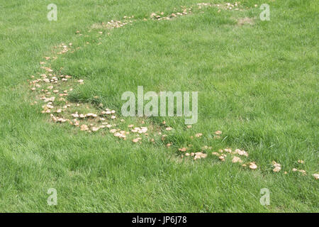 Anello di fata sui prati Foto Stock