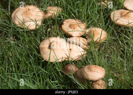 Il toadstools di fairy ring sui prati Foto Stock