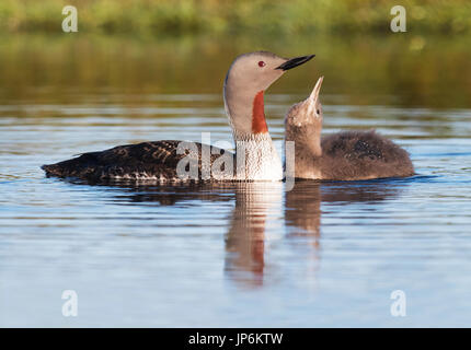 Un Red throated diver pulcino (Gavia stellata) incoraggia è genitore per andare a pesca, Shetland, Regno Unito Foto Stock