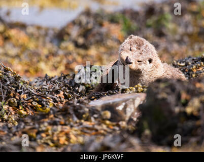 Una lontra eurasiatica (Lutra lutra) avente un graffio, Shetland, Regno Unito Foto Stock