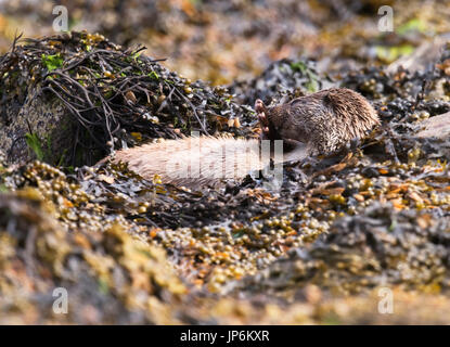 Una lontra eurasiatica (Lutra lutra) rilassante tra le alghe e rocce, Shetland, Regno Unito Foto Stock