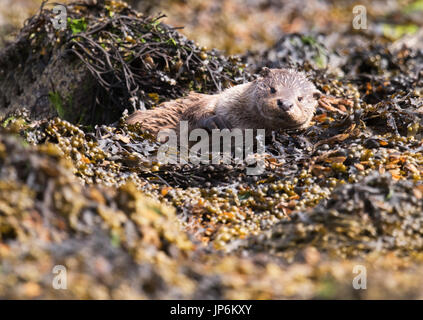 Una lontra eurasiatica (Lutra lutra) rilassante tra le alghe e rocce, Shetland, Regno Unito Foto Stock