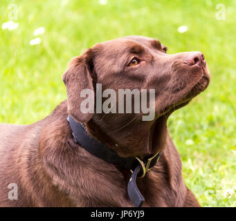 Il cioccolato Labrador Retriever riposo dopo avente una corsa. Foto Stock