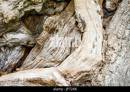 Knobby weathered corteccia di un vecchio albero Foto Stock