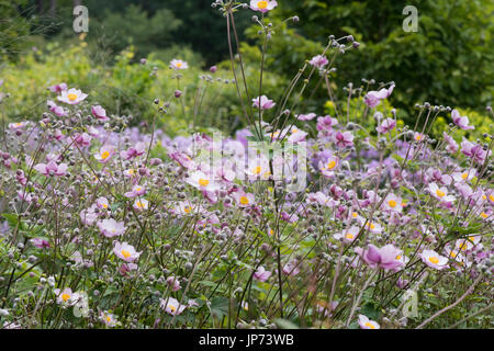 Anemone x hybrida elegans. Anemone giapponese 'Elegans' fiori in un giardino inglese. Regno Unito Foto Stock