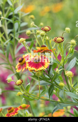 Helenium Autumnale 'Sunshine ibridi mescolato'. Fiori Sneezeweed Foto Stock