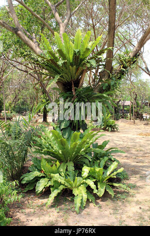 Asplenium nidus Foto Stock