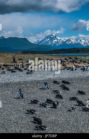 I pinguini in Martillo isola in Ushuaia, Argentina Foto Stock