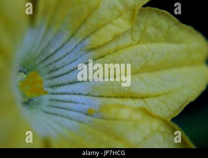 Close up - macro - vista di un colore giallo di cetriolo - Cucumis sativus - flower Foto Stock