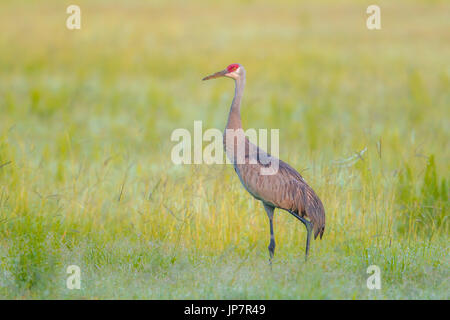 Un alto sandhill gru wlks in un campo erboso vicino Deleon Springs, in Florida. Foto Stock