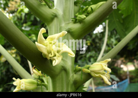 La papaia fiore Foto Stock