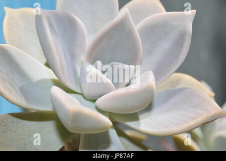 Pianta piccola di Graptopetalum nel terreno Foto Stock