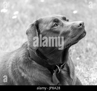 Il cioccolato Labrador Retriever riposo dopo avente una corsa. Immagine convertita in bianco e nero Foto Stock